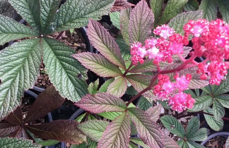 HT Rodgersia Henrici Hybrids 15 Seeds Perennial Garden Seeds - $11.73