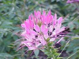 VP Rose Queen Cleome Hassleriana Cleome Spinosa Pink Spider Flower 200 Seeds - £3.79 GBP