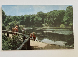 Lily Pond Millcreek Park Youngstown Ohio Postcard Unposted - £7.47 GBP