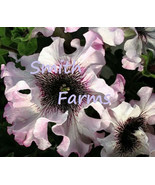 HS  25+ Seeds Black Pink &amp; White Petunia Flowers Garden Planting Perennial - $9.09 CAD