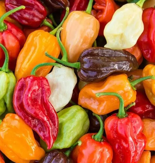 Semilir Rainbow Habanero Pepper Seeds Mix 50 Hot Red Yellow Vegetable Su... - €8,66 EUR