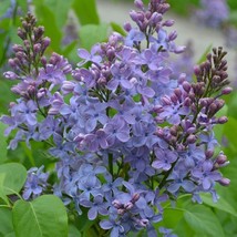 US Seller 25 Wonderblue Lilac Seeds Tree Fragrant Flowers - £8.60 GBP