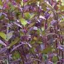 250 Red Leaf Holy Basil Seeds, NON-GMO, Tulsi, Monk&#39;s Basil, Ayurveda - £5.97 GBP