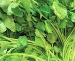 Upland Cress Seeds 500 Seeds Non-Gmo  Fast Shipping - $7.99