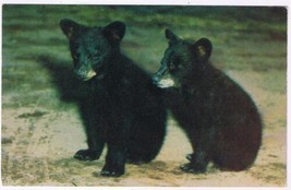 Animal Postcard Black Bear Cubs - £2.32 GBP