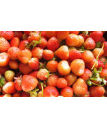 5-1000 FLAMINGO PINK STRAWBERRY Bare Root Plants - $19.75 - $325.66