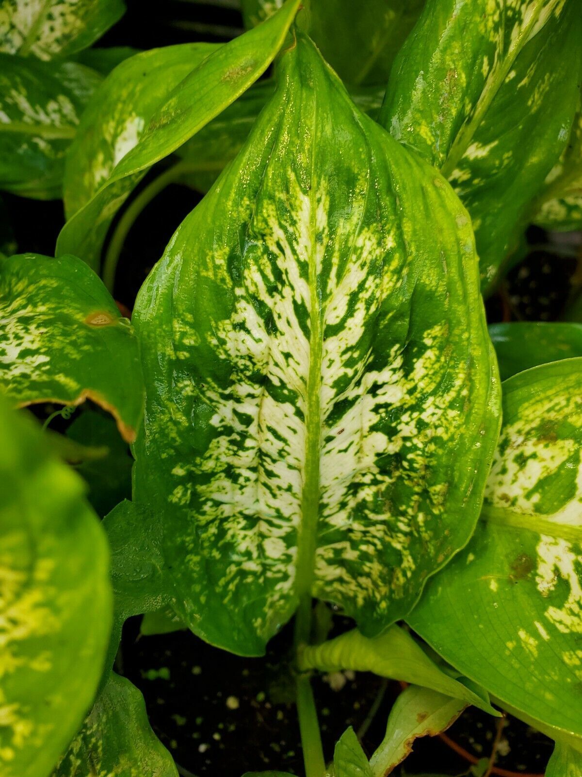 Dieffenbachia Compacta 7 Inches Tall Dumb Cane Easiest Houseplant Live P... - $14.98