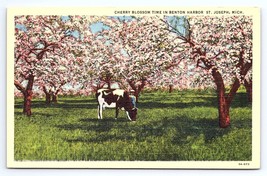 Postcard Cow Under Cherry Blossom Time in Benton Harbor, St. Joseph Michigan MI - £3.66 GBP