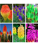SL 300Pcs True Hot Poker (Kniphofia Uvaria) Beautiful Torch Lily Flower ... - $6.19 CAD