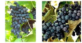 2 FAITH SEEDLESS Live Grape Vine Plants Ready for Planting - £76.11 GBP