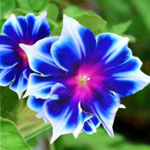 Mixed Kikyo-zaki Morning Glory - 50 Seeds - £4.42 GBP