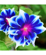 Mixed Kikyo-zaki Morning Glory - 50 Seeds - $5.73