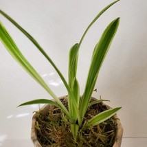 Spider Plant in Ceramic Planter, Live House Plant, Chlorophytum comosum image 4