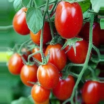 Crovarese Tomato Seeds Organic US Fast Shipping - $37.22 MXN
