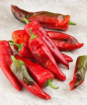 New Fresh 25 Seeds Barkers Hot Pepper Garden Vegetables Planting - $7.00