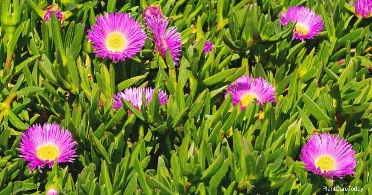 30 x Live Ice Plant plant cutting for rooting  for backyard ground cover - $31.15
