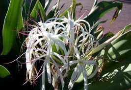 Crinum Lily, C. Asiaticum, Giant White Spider Lily 5 bulbs/seeds - £23.59 GBP