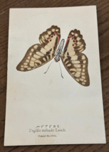 REAL Butterfly Papilio Mikado Leech Latin Nawa Entomology Japan 1910 Pos... - $22.58