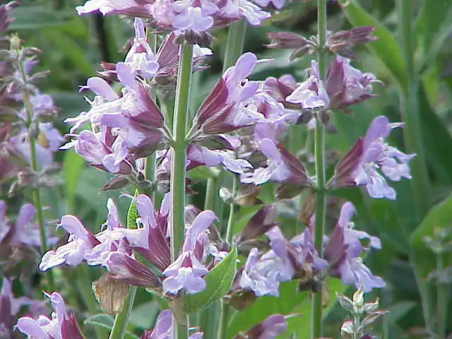 150 Sage Broadleaf Seeds Non-GMO USA Seller - £4.48 GBP