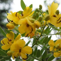 Tropical Seeds Buttercup Texas Flowery Tree 10 Seeds Cassia Corymbosa Ye... - $14.67