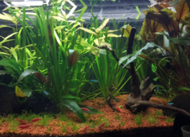 Aquarium Plants Decorations Jungle Vallisneria Spiralis Potted Freshwater Live - £19.75 GBP