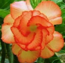 4 Pc Seeds Orange Desert Rose Flower, Adenium Obesum Seeds for Planting | RK - £16.51 GBP