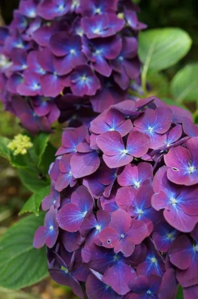 New Fresh 5 Purple Blue Hydrangea Seeds Hardy Shrub Bloom Flower S - $13.78