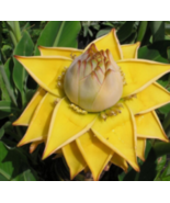 LIVE PLANT Chinese Dwarf Yellow Banana/Golden Musella lasiocarpa STARTE ... - £35.99 GBP