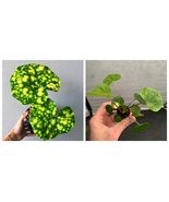 New Farfugium Firefly “Leopard Plant” “Tractor Seat” Starter Plant Us Se... - $30.99