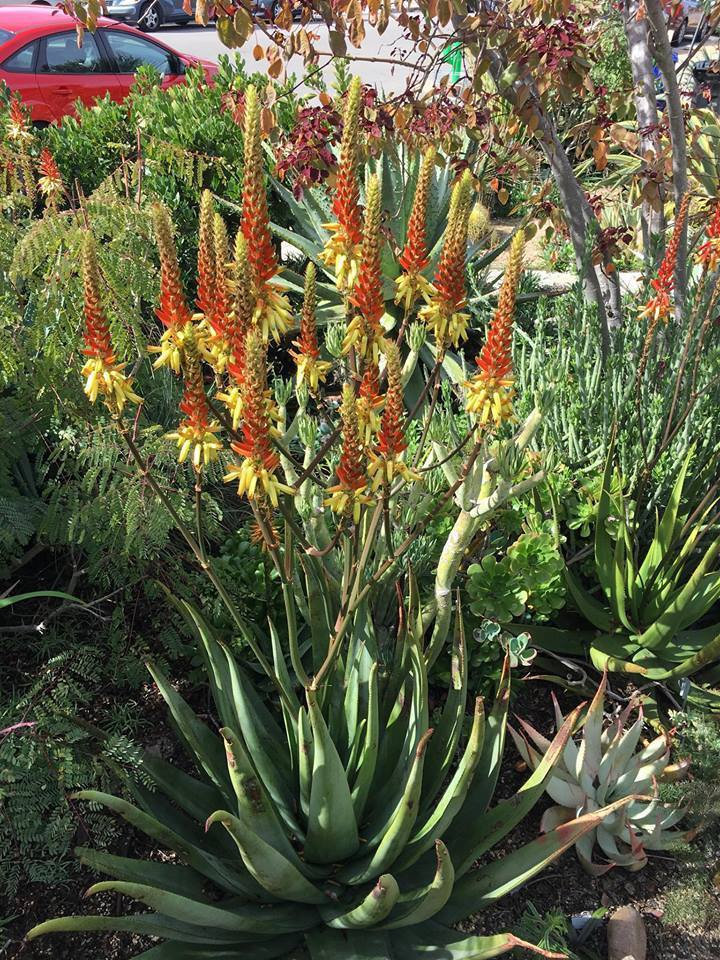 Aloe cryptopoda