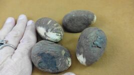 Item image 1 image 1