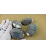 tn-19-2) 4 large natural Tagua Nut whole nuts craft Carving Dried plain ... - €21,33 EUR