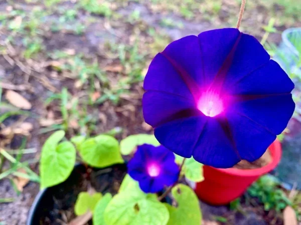 100 Purple Morning Glory Climbing Vine Seeds To Plant Beautiful Flowering Vines  - £14.60 GBP