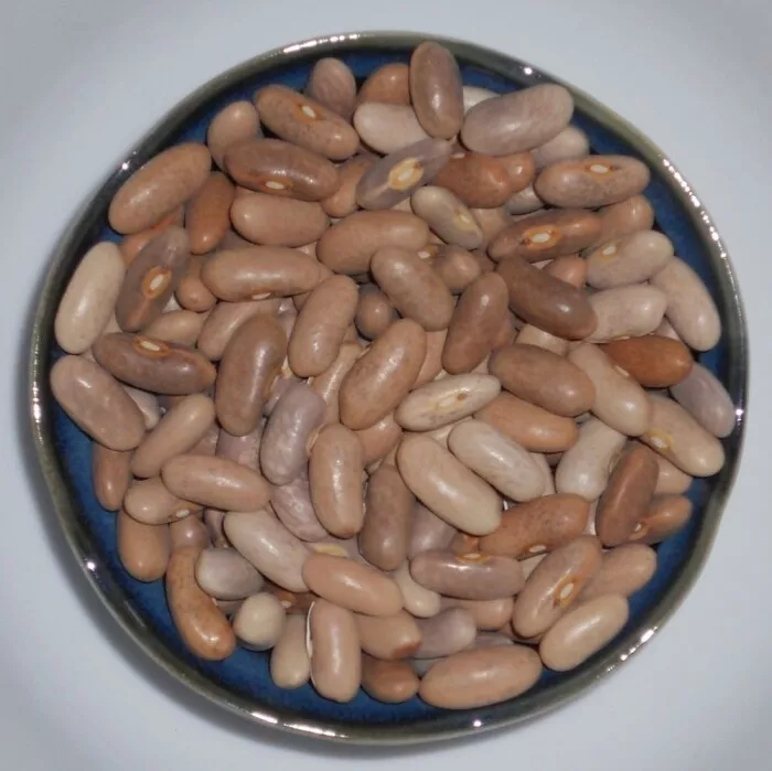 Royal Burgundy Greenpod Bush Bean Seed - Heirloom Garden Beans Seeds  - $8.21