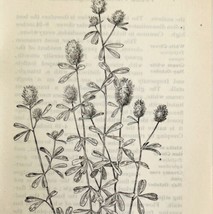 1905 Rabbit Foot Clover Wild Flower Print Pen &amp; Ink Lithograph Antique Art  - $19.99