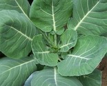 Collard Greens Seed Vates Heirloom Organic Non Gmo 50 Seeds Seeds Collar... - $8.99