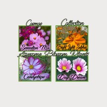 Pick A 4 Pack Of Cosmos Seed Garden Fast Shipping - $17.99