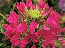100 Raspberry Spider Seeds Clome Spinosa Perennial Fresh Gardening - $8.98