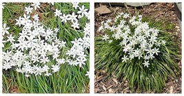 150 Seeds Star of Bethlehem Seeds  Open-Pollinated, Suited for Canadian ... - £22.01 GBP