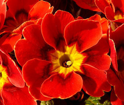 Primrose English Accord Scarlet Perennial Primula Vulgaris 50 Bulk Seeds Fresh - £32.05 GBP