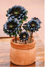 100pcs Aeonium arboreum &#39;Zwartkop&#39; Bonsai Succulents Plants Black mage F... - $8.98