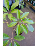 Fresh Schefflera Pueckleri Syn Tupidanthus Calyptratus Umbrella Tree Seeds 5 See - $12.00