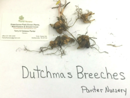 5 Dutchman’s Breeches (Dicentra cucullaria) image 3