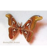 Attacus Atlas Giant Snakehead Real Moth Framed Entomology Collectible Sh... - $2,248.45 MXN