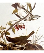 Oven Bird 1946 Color Art Print John James Audubon Nature Antique DWV2I - €25,83 EUR