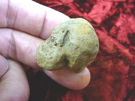 (PP450-82) 1&quot; Genuine Fossil Turtle Poop Coprolite Dung Weird Wa State Scat Poo - £8.48 GBP