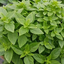 Dwarf Greek Basil Seeds 300 Herb Culinary Cooking Fresh Garden - $3.78