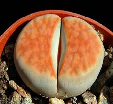 Lithops Karasmontana ORANGE ICE, rare living stones rare mesembs seed 30 SEEDS - £7.20 GBP