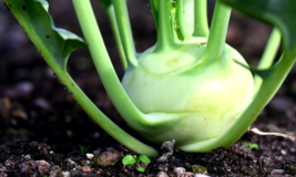 Cabbage Kohlrabi Spring Microgreens Vegetable Non-Gmo 1000 Seeds  - £7.76 GBP
