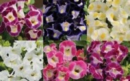 20 + Torenia Fourche Semences Florales Mélange/Annual  SG - £11.72 GBP